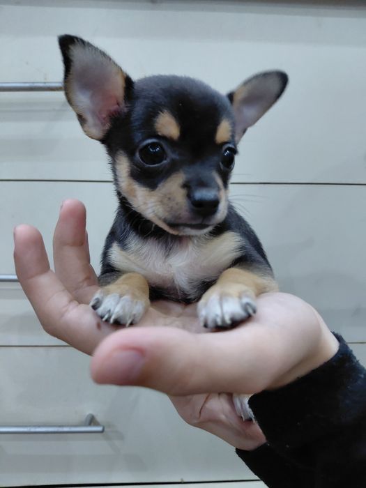 Продам щенков той-терьер