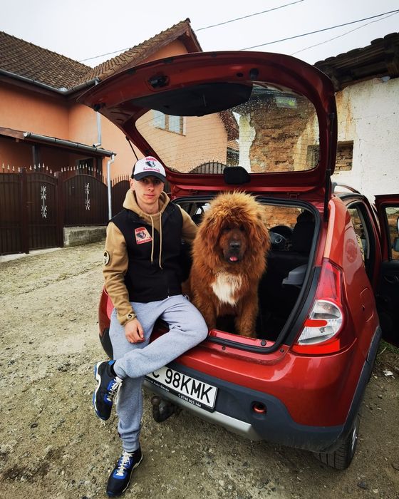 Mascul mastiff tibetan