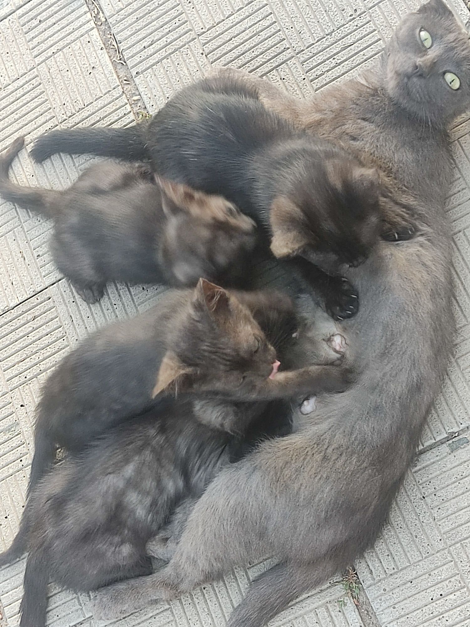 Котята 2-3 месяца