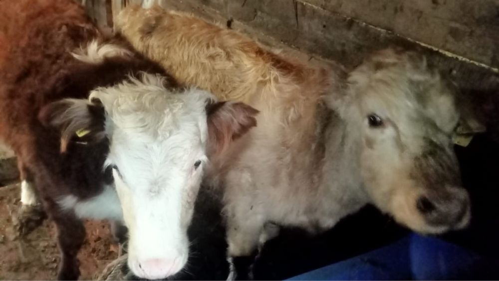 Продам телят.   .