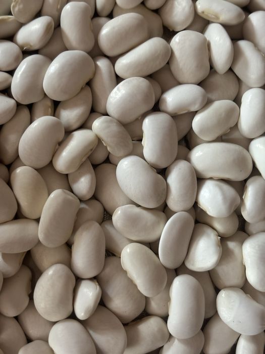 Фасоль дачная сухая