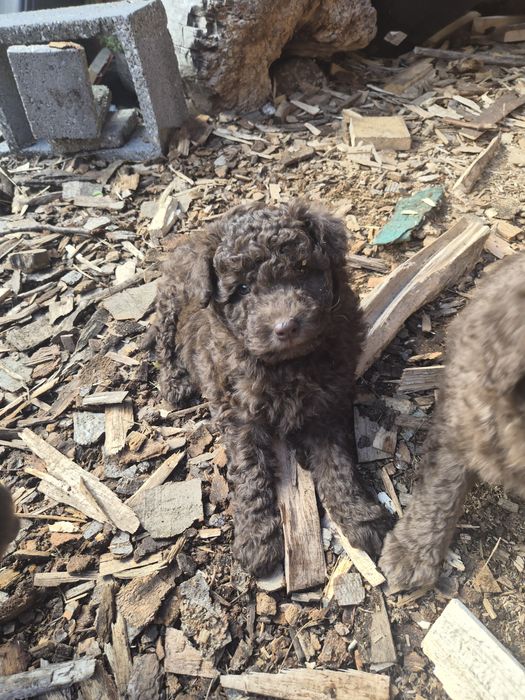 Catelusa Pumi Unguresc