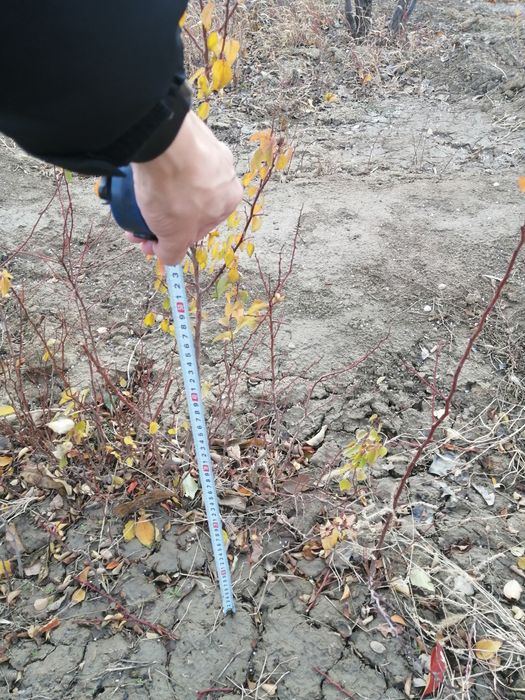 Местные саженцы абрикоса, неприхотливые, 1-2 летние