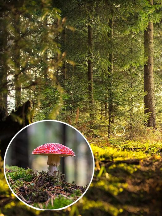 Бинокль монокль монокуляр мощный профессиональный для охоты и туризма