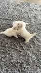 Bichon talie mica