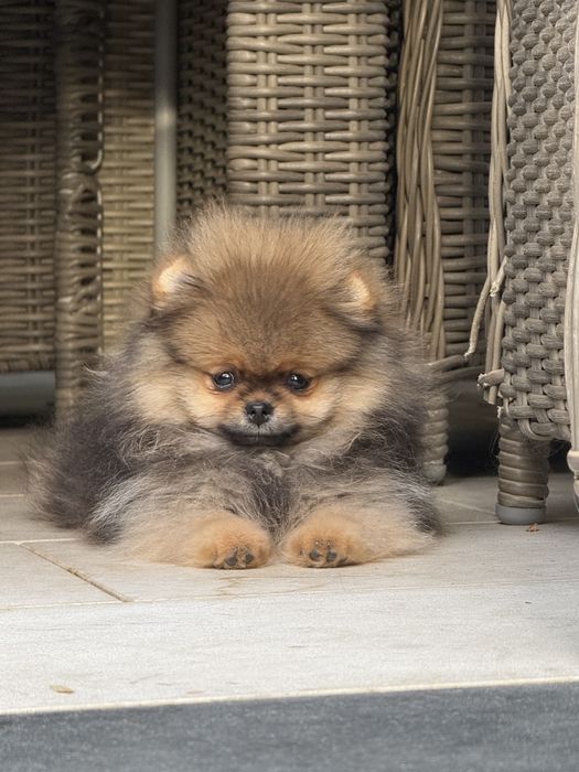 Pomeranian mascul cu pedigree FCI