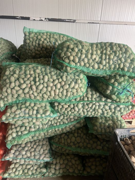 Cartofi cosnum/animale  si morcovi consum/animale