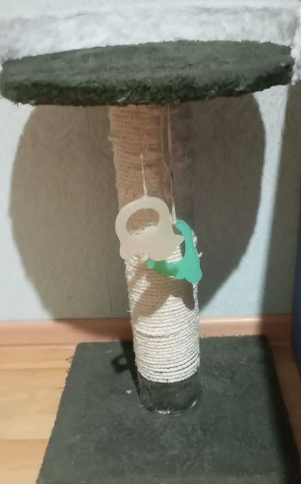 Кошачия когтеточка