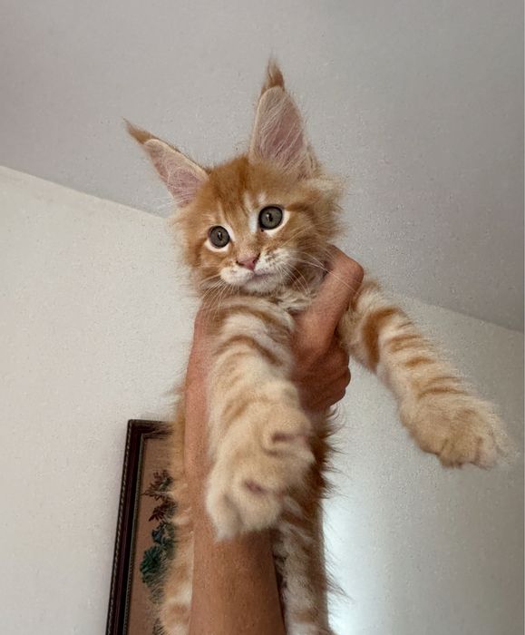 Мейн кун котенок 1,5 месяца