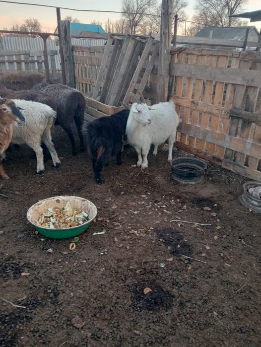 Үш ешкі  сатылады