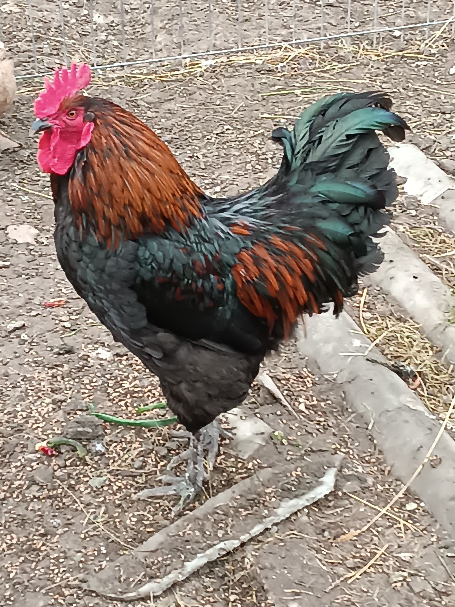 Vând cocos Marans