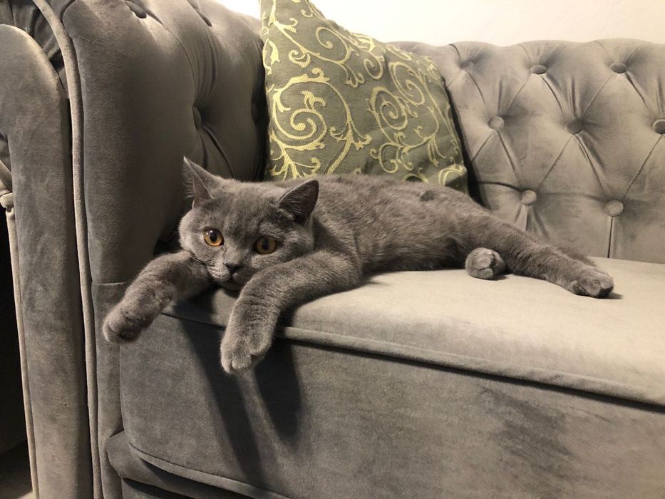 Британская короткошерстная