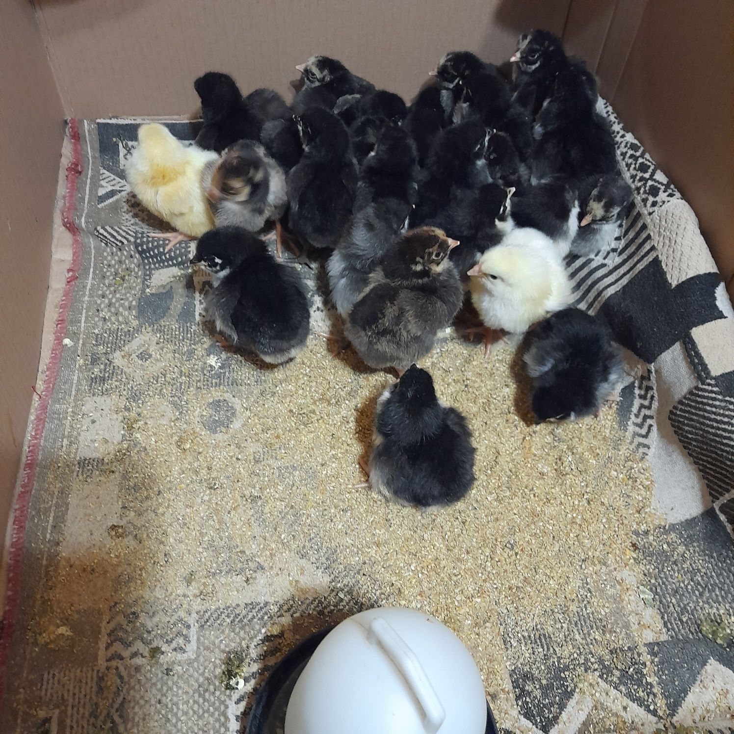 Vând pui și ouă din rasa de gaini Australorp Albastru si Negru