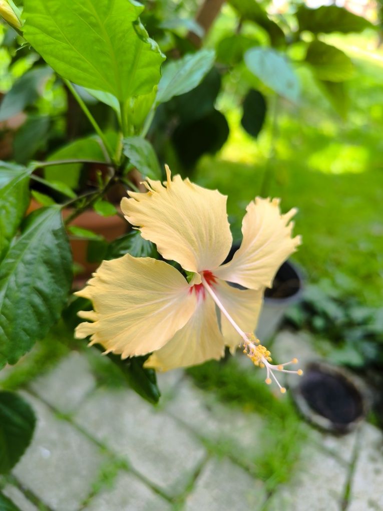 Hibiscus trandafir japonez