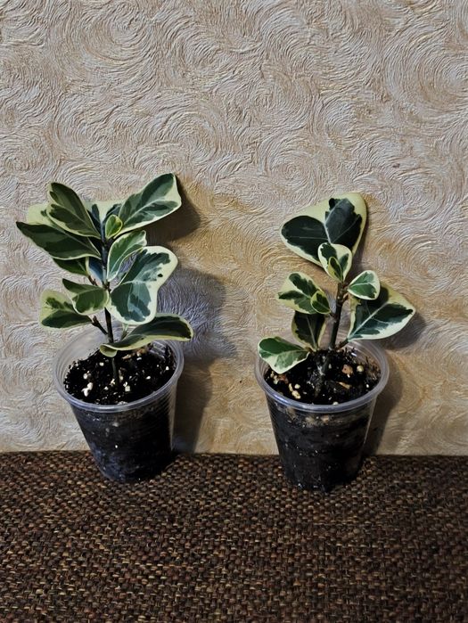 Фикусы Триангулярис и Диверсифолия