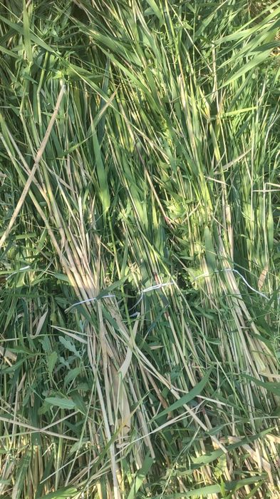 Камыс. Ши бар...