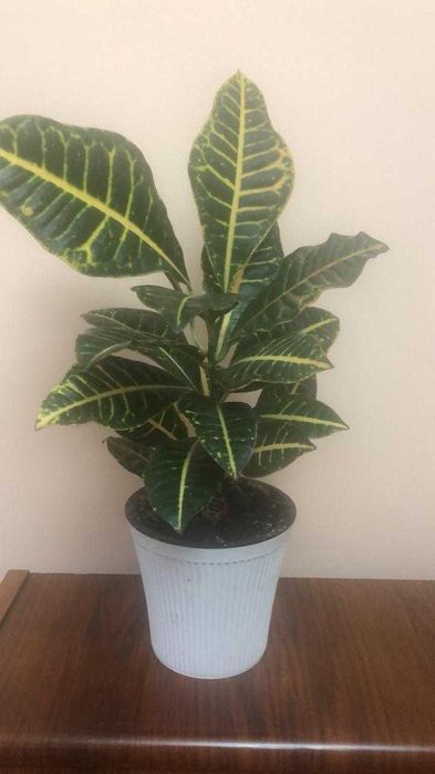 Кодие́ум (кротон )пёстрый