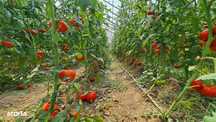 Investitie sigura! Vanzare ferma de legume care merge in plin!