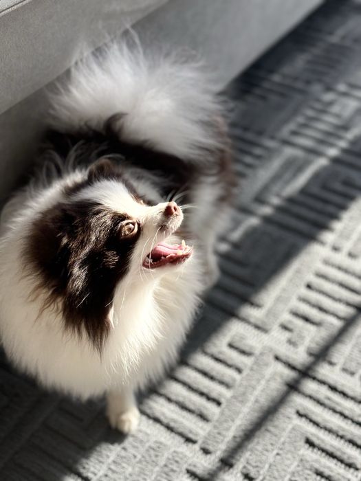 Вязка кобель шпиц померанский