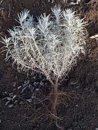Butași Plante  helichrysum  italicum de 2 ani