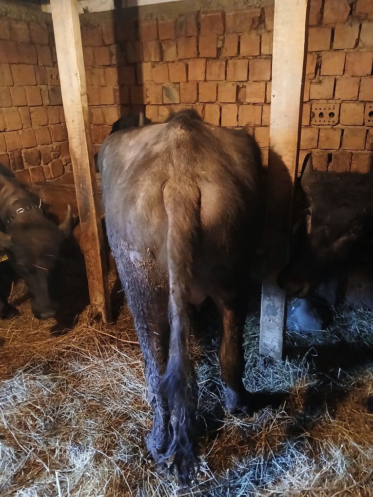 Vând bivolita la prima fatare
