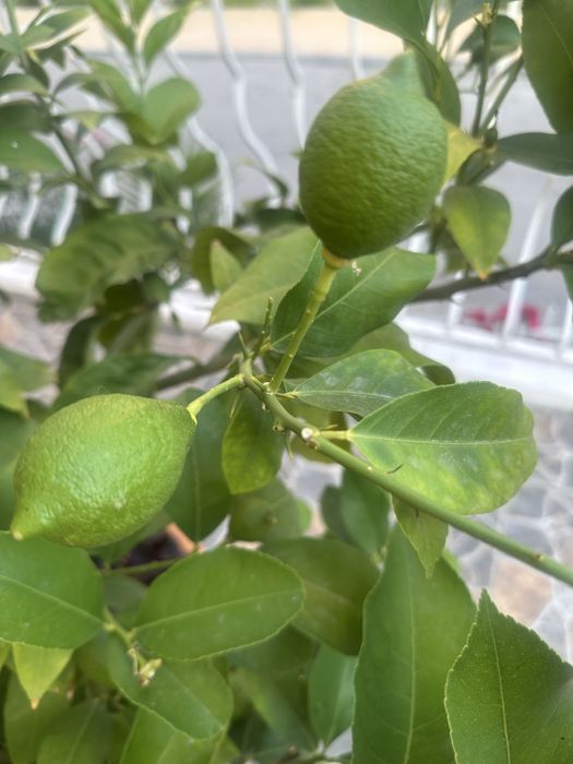Дръвче раждащ лимон