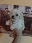 Bichon maltez bichon