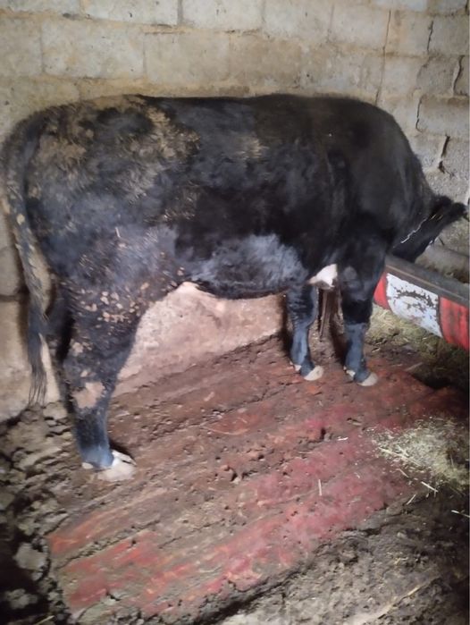 Бык,   Бұқа  сатылады