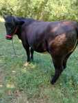 Vind juninca angus