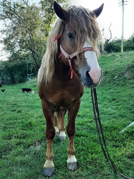 De vânzare un harmasar de 5 ani blând curat la picioare trage suta pe