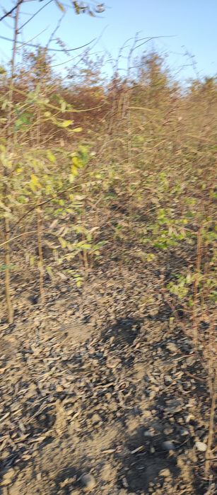 Puieți salcâm frasin mesteacăn fag carpen tei