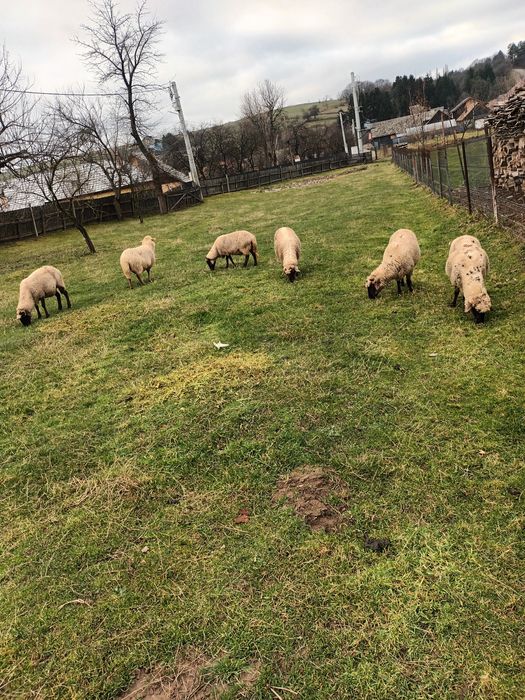 VAND 6 OI bine ingrijite