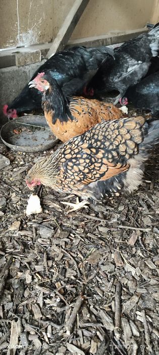 Familie wyandotte gsg gold