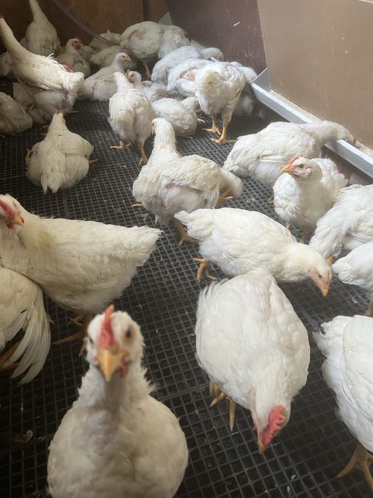 Pui de carne crescuti natural-livrare la domiciliu