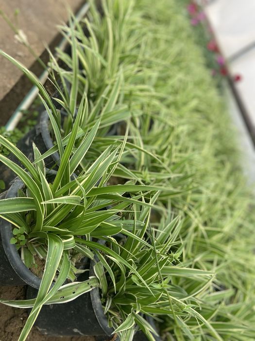 Honaki gul o’zidan kislarot chiaqruvchi gul