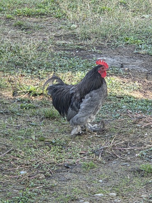 Găinii și cocoșii de vânzare.