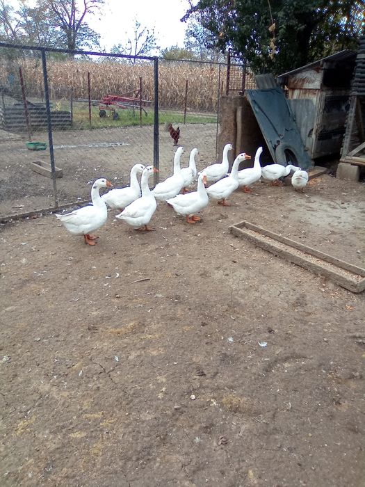 Vând 10 Gâște, 120lei buc