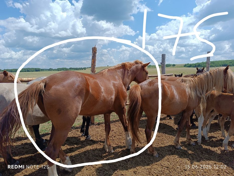 Лошад кобыла ...