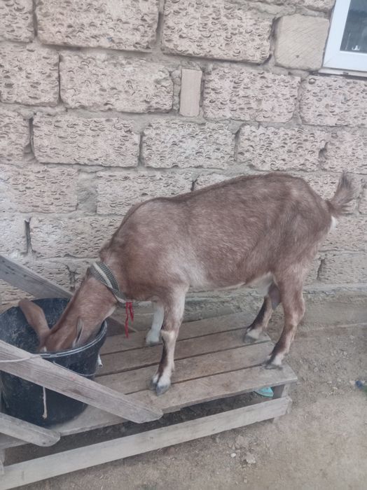 Сельхоз животных