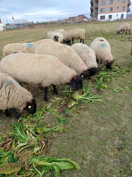 Vand  patru oi si un berbec metis - sufolk sarbesc.