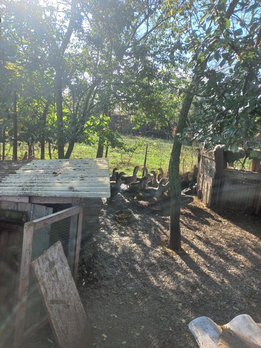 Păsări de tara  (curci rate și giste)