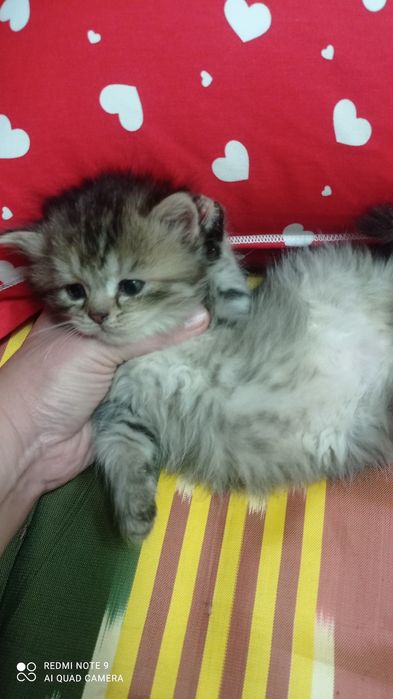 Породистые котята от сер. Шеншиллы