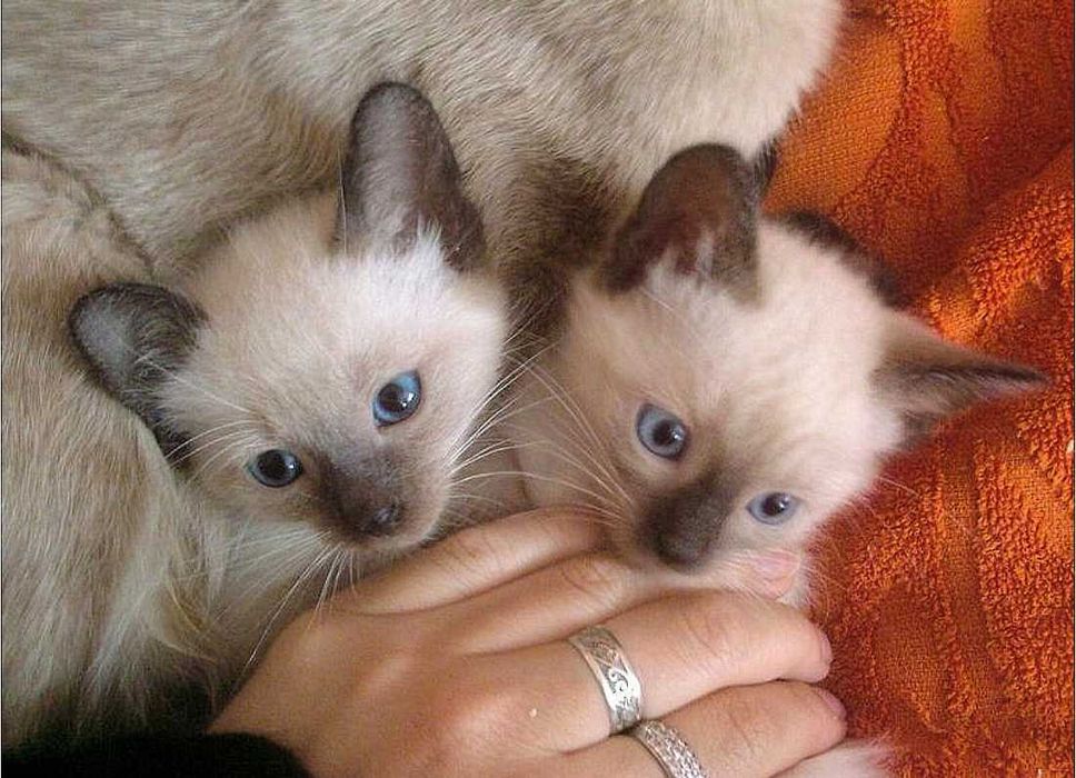 Сиамский котенок