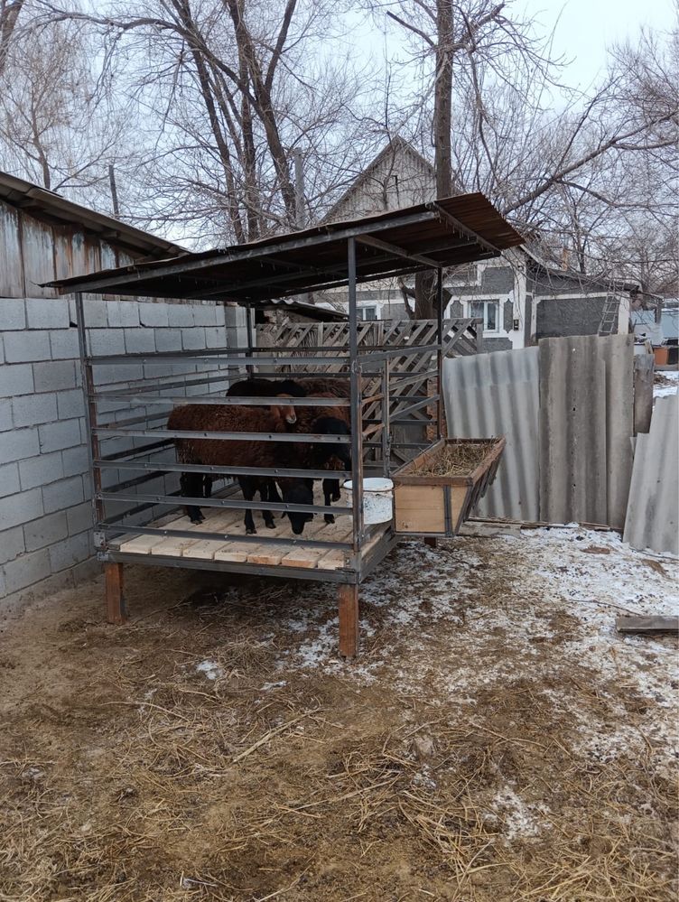 кой кора сатылады