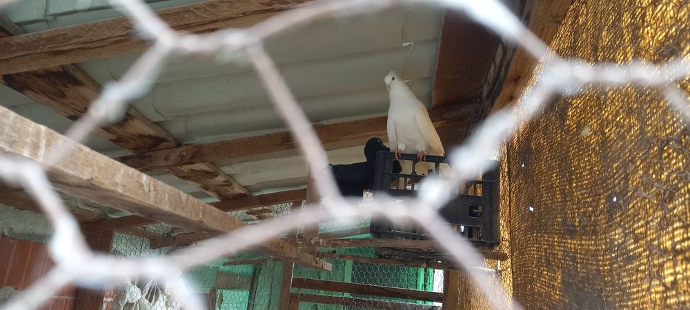 Schimb pave și caranculati