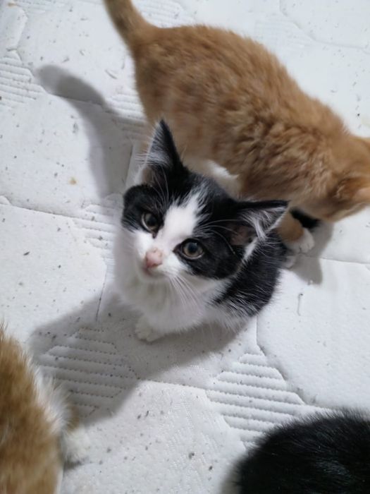 Котята ищут дом и ласковые руки