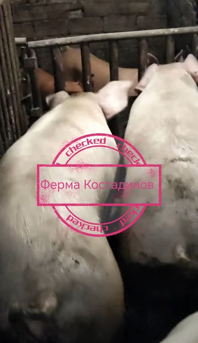 Домашно отгледани прасета.