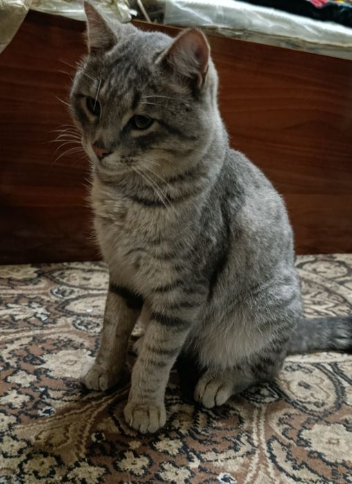 Мушук сотилади 1йош