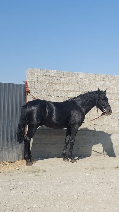 Uloqchi ot qorabayir