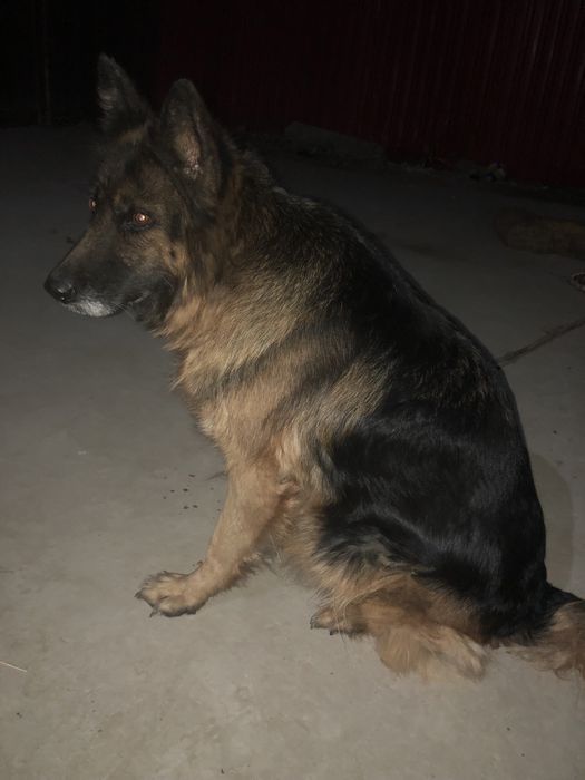 Немецкый овчарка продается поговорим